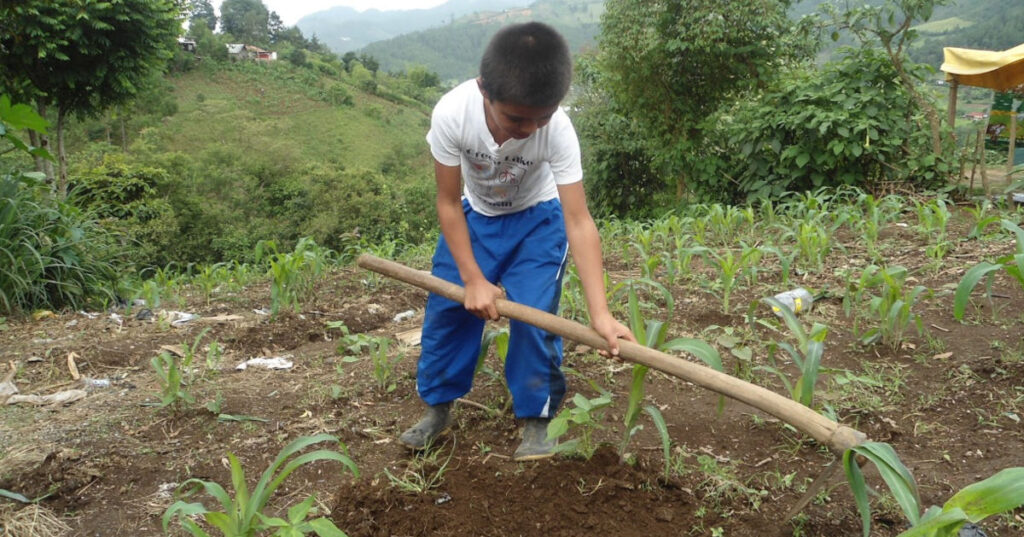 Guatemalan child working in the fields